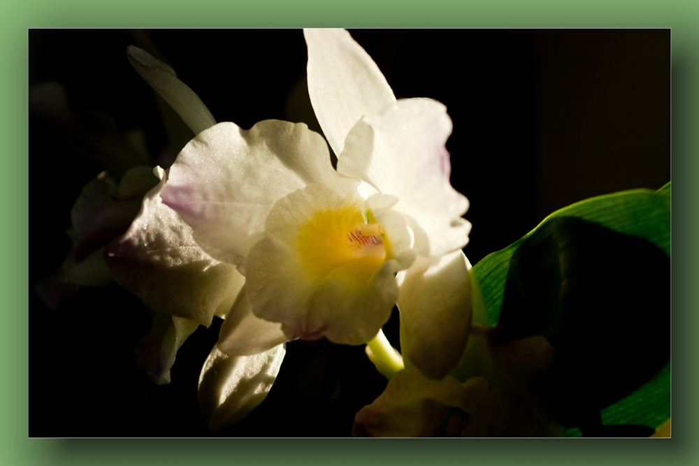 Cattleya