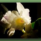 Cattleya