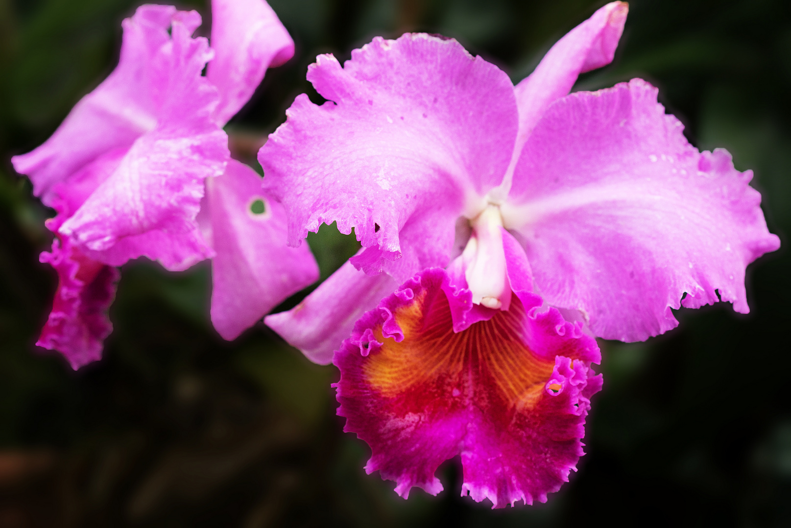 Cattleya