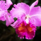 Cattleya