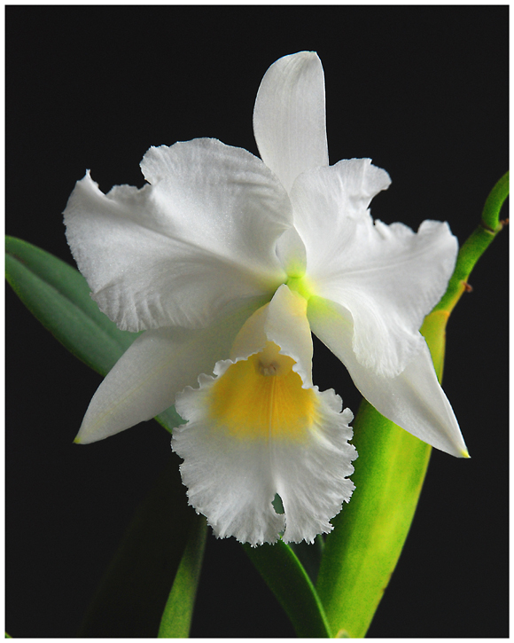 Cattleya