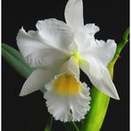 Cattleya