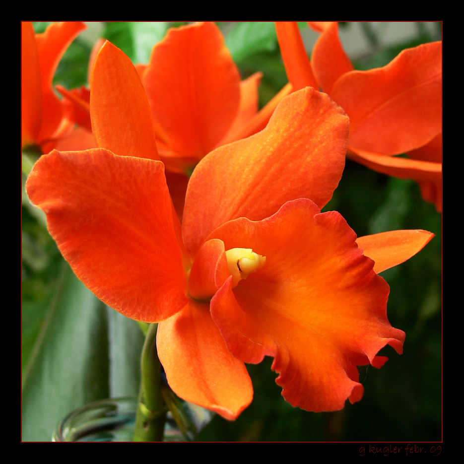 Cattleya