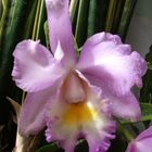 Cattleya