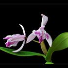 Cattleya dingsbums