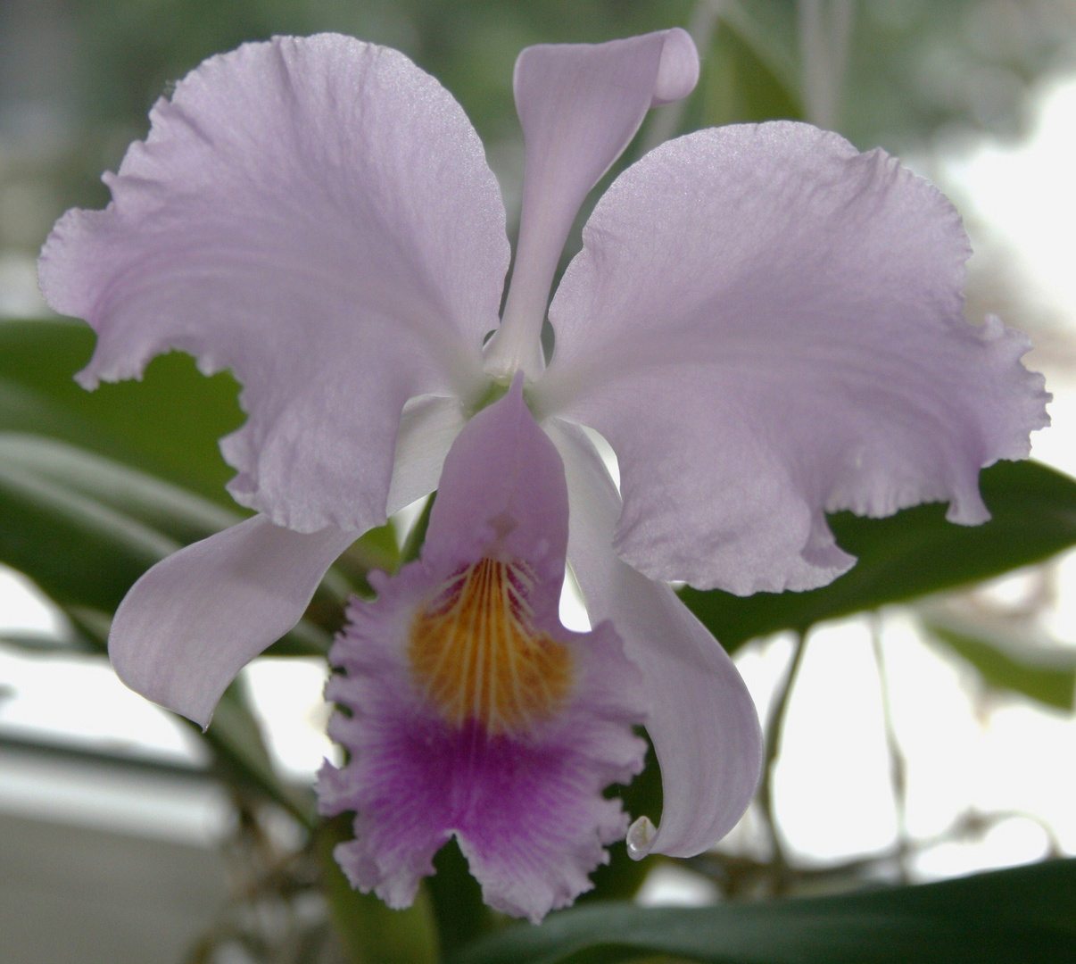 cattleya