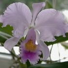 cattleya