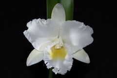 Cattleya