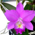 Cattleya fremdländisch, exotische Schönheit