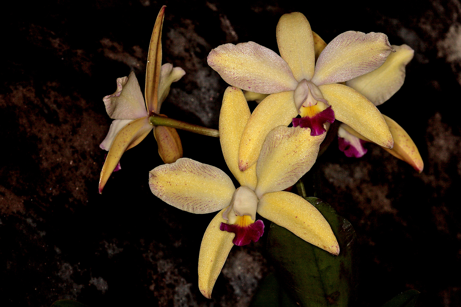 Cattleya-Hybrid