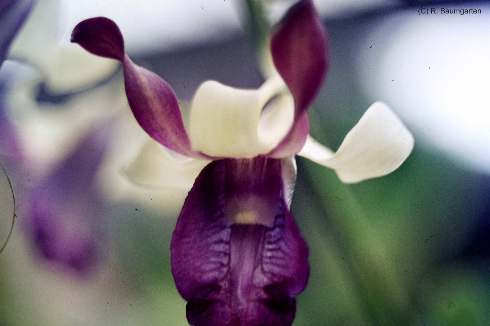 Cattleya Hybride