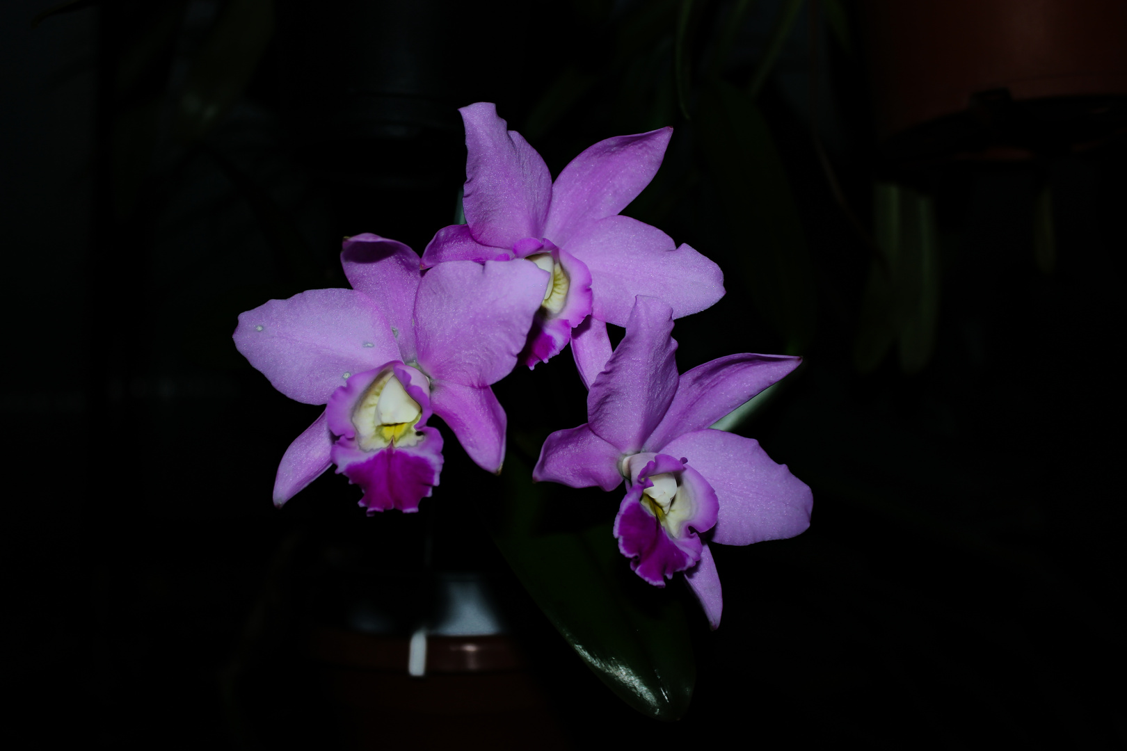 Cattleya Hybride