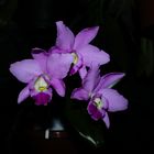 Cattleya Hybride