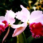 Cattleya-Hybride