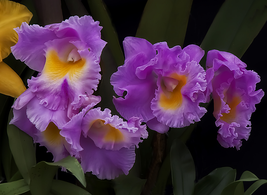 Cattleya? Hybride