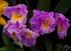 Cattleya? Hybride