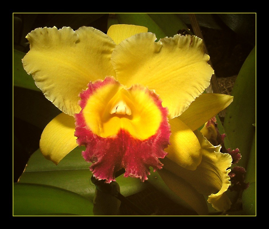 Cattleya - Hybride