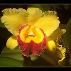 Cattleya - Hybride