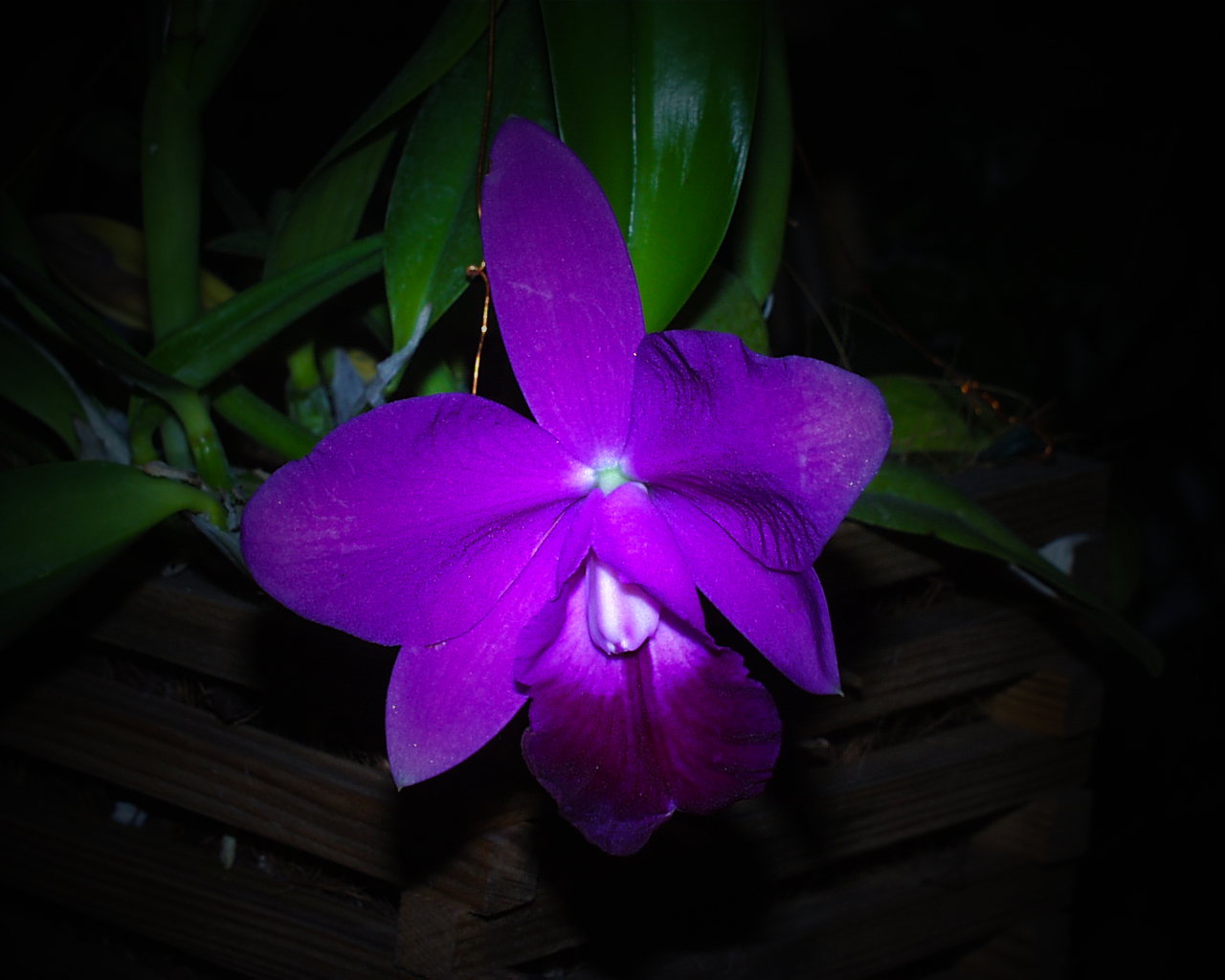 Cattleya Hybride