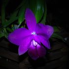 Cattleya Hybride