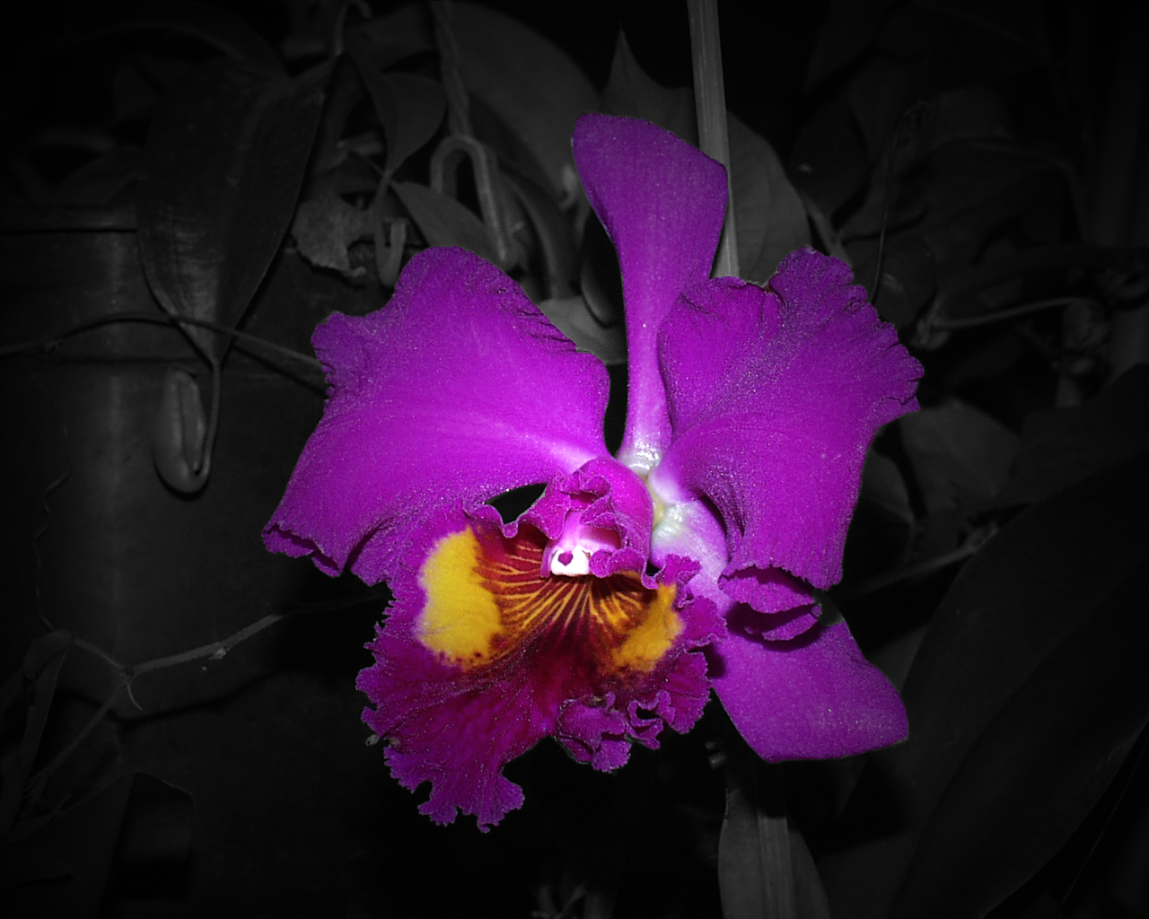 Cattleya Hybride II