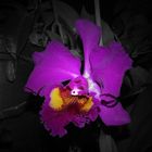 Cattleya Hybride II