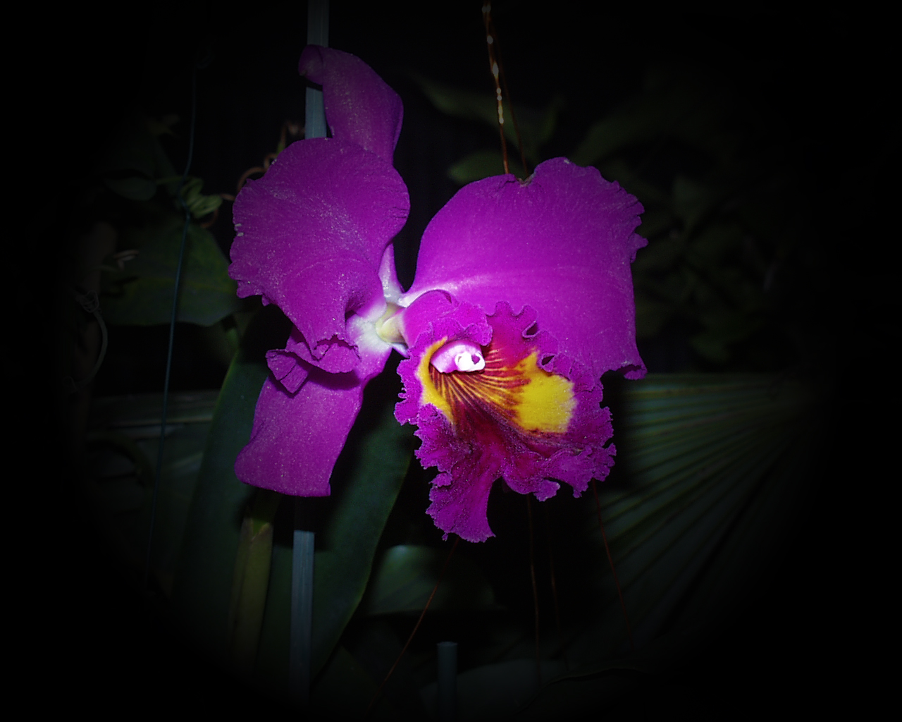 Cattleya Hybride III