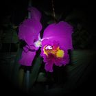 Cattleya Hybride III