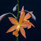 Cattleya-Hybride orange