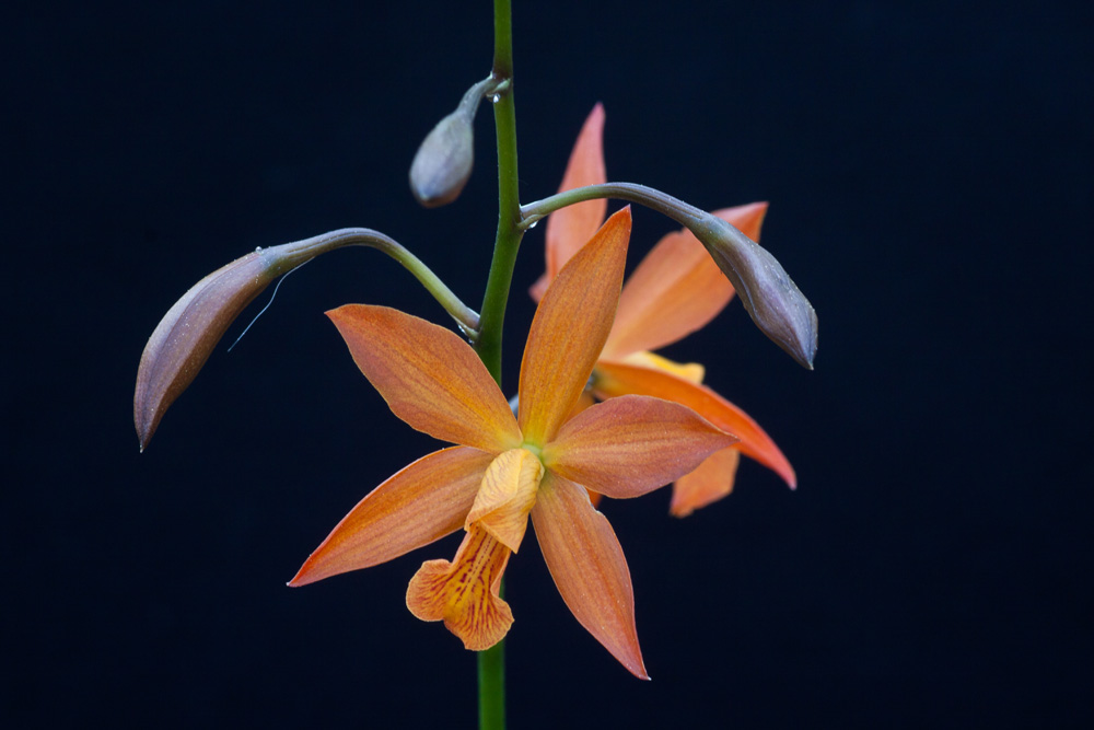 Cattleya-Hybride orange