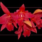 Cattleya I