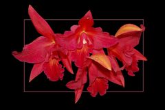 Cattleya I