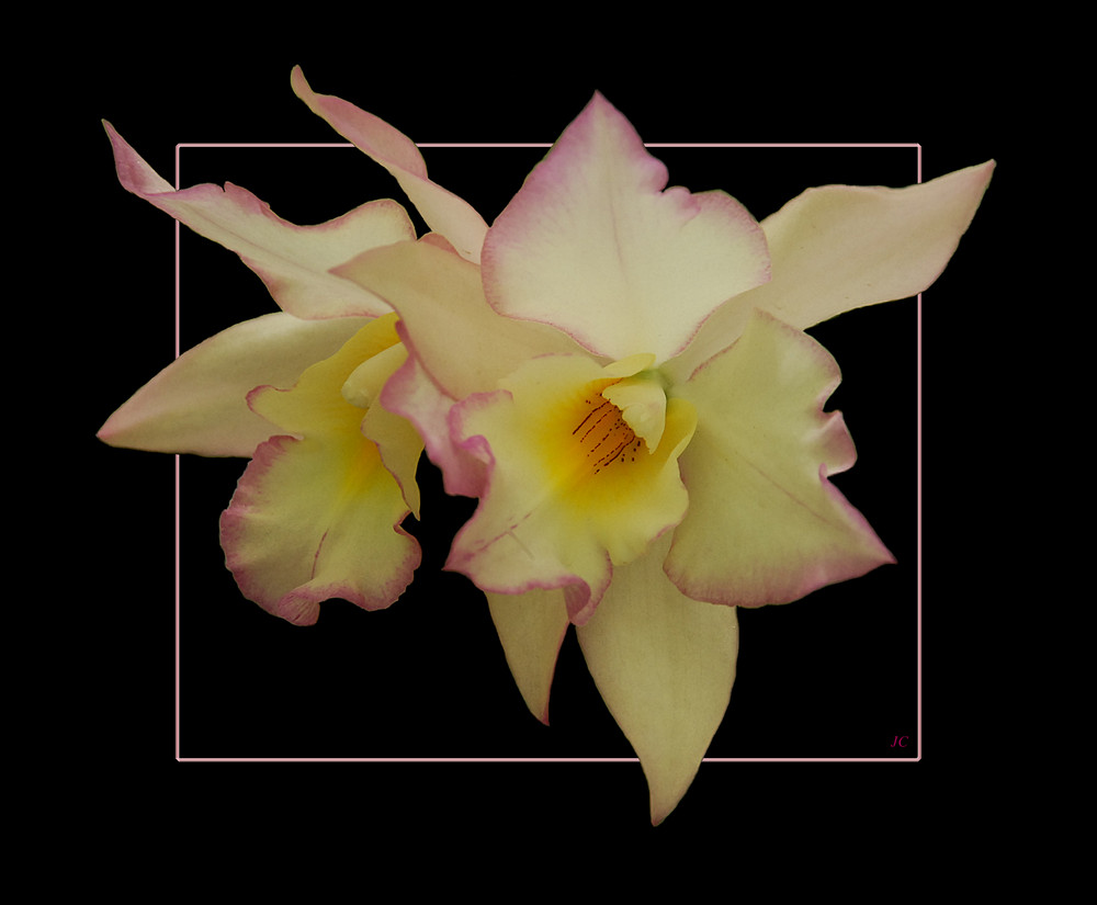 Cattleya II