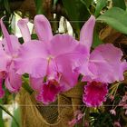 Cattleya III