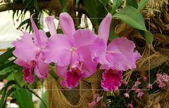 Cattleya III