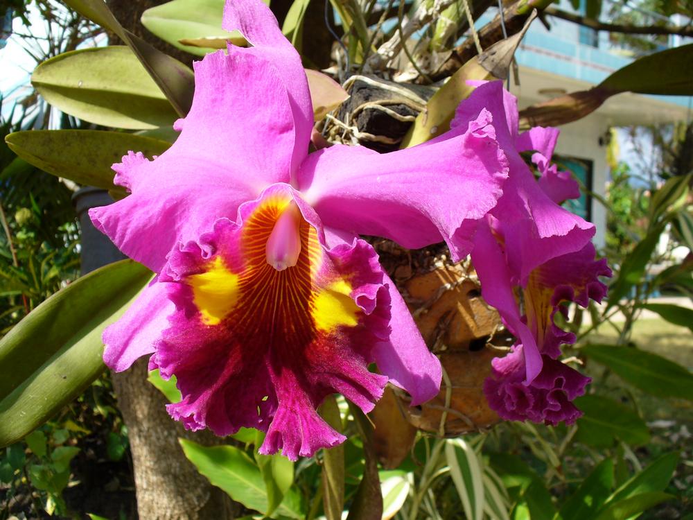 Cattleya in Thailand am Straßenrand