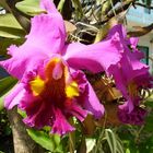 Cattleya in Thailand am Straßenrand