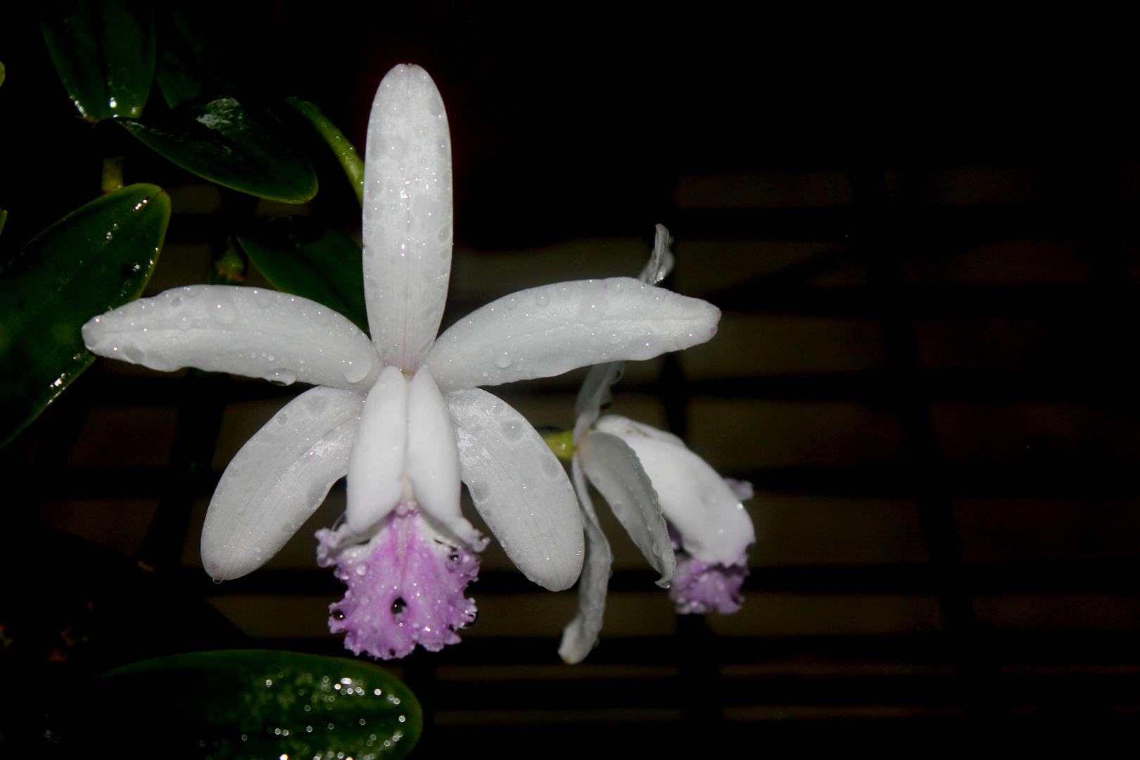 Cattleya intermedia, Botanic Gardens, Darwin