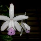 Cattleya intermedia, Botanic Gardens, Darwin