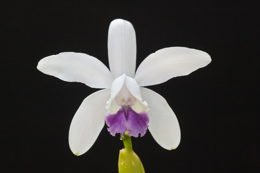 Cattleya intermedia var. coerulea