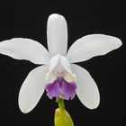 Cattleya intermedia var. coerulea