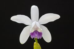 Cattleya intermedia var. coerulea