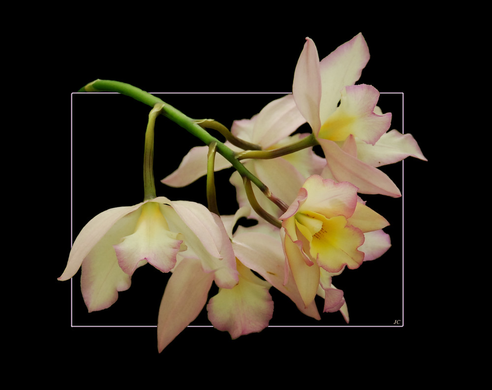 Cattleya IV