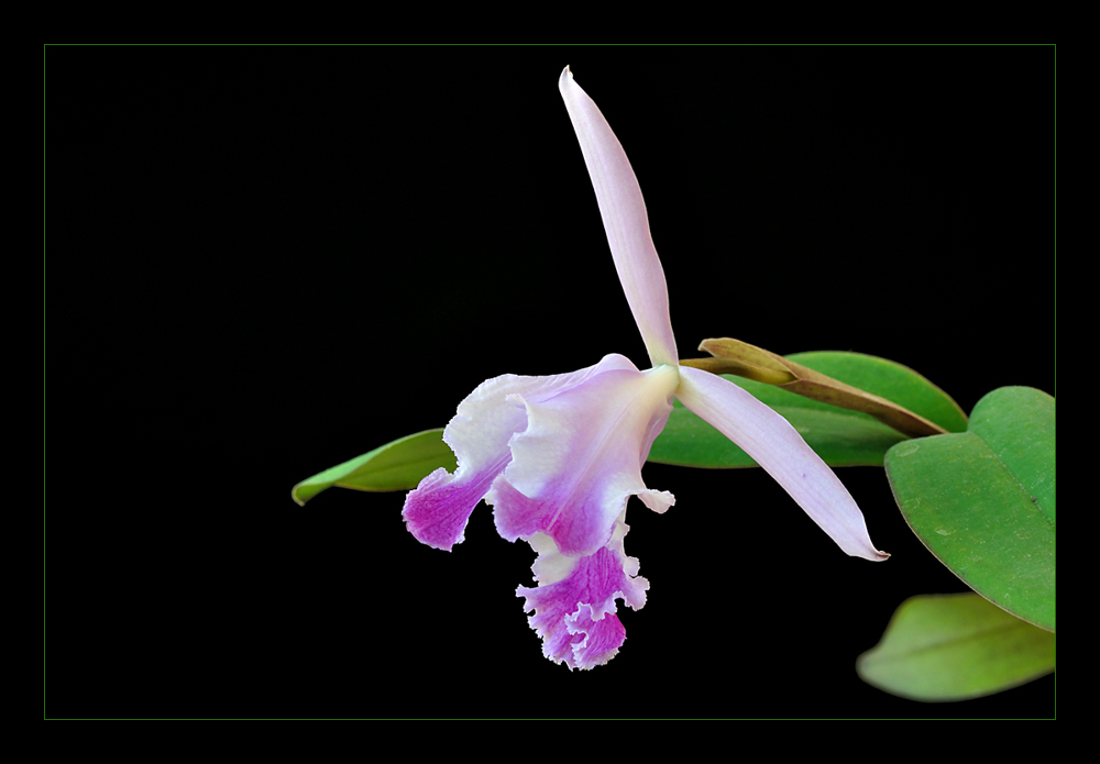 Cattleya jenmanii coerulea x intermedia