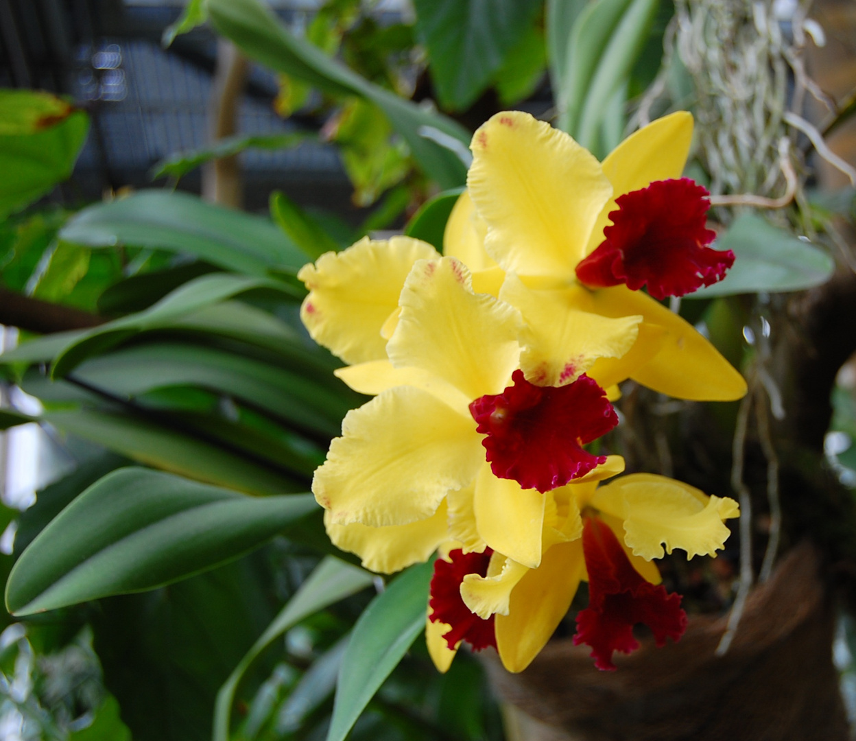 Cattleya (Kapuzenorchidee)