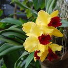 Cattleya (Kapuzenorchidee)