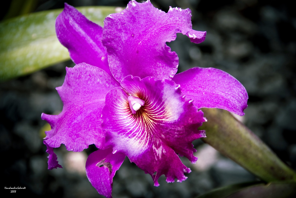 Cattleya labiata var. autumnalis