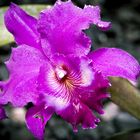 Cattleya labiata var. autumnalis