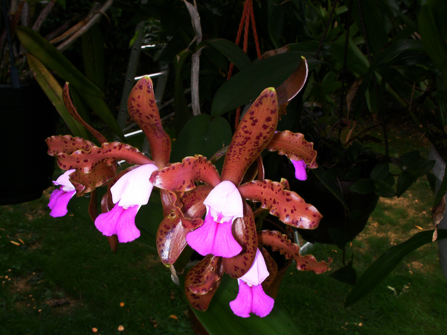 Cattleya leopoldii