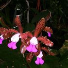 Cattleya leopoldii